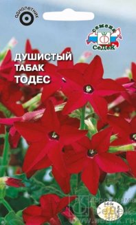 Душистый Табак Тодес красный