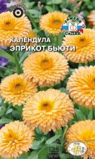 Календула Эприкот Бьюти (абрикосовая)