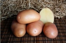 Сорт Ажур картофель семенной