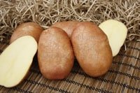 Сорт Краса картофель семенной 2 кг