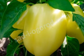 Рассада перец Лимонное чудо