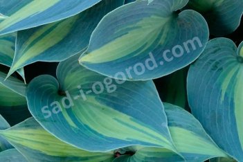 Хоста Катерина Hosta Catherine