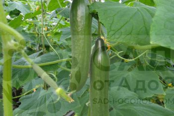 Огурец Грибовчанка Gribovchanka рассада