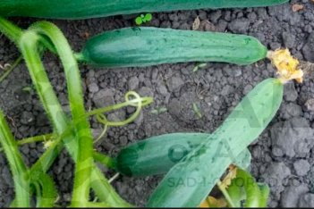 Огурец Апрельский Aprelskyi рассада