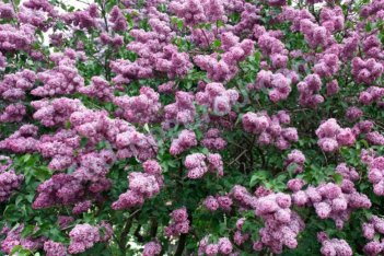 Сирень обыкновенная Минчанка Syringa vulgaris Minchanka