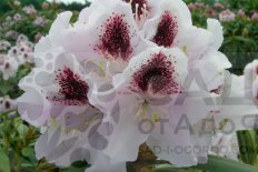 Рододендрон Кальсап Rhododendron Calsap