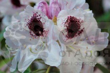Рододендрон Кальсап Rhododendron Calsap