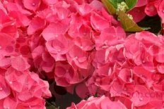 Гортензия крупнолистная Форевер энд Эвер Рэд Hydrangea macrophylla Forever&Ever® Red