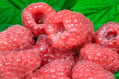 Малина Глен Ди Rubus idaeus Glen Dee