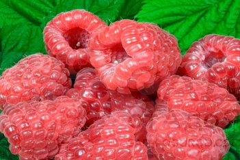 Малина Глен Ди Rubus idaeus Glen Dee