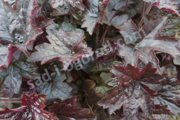 Гейхера гибридная Блэкаут Heuchera Blackout