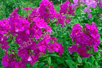 Флокс метельчатый Ялтинская ночь Phlox paniculata Yaltinskaya Noch