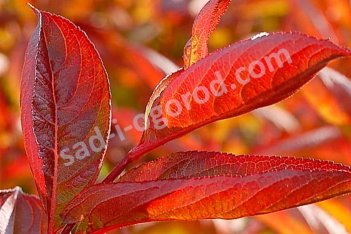 Вейгела цветущая Вингс оф Файер Weigela florida Wings of Fire