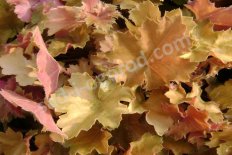 Гейхера Криста Heuchera Christa