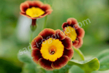 Примула ушковая Пирс Телфорд Primula auricula Piers Telford