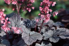 Гейхера Милан Heuchera Milan