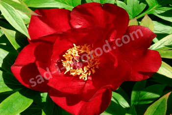 Пион Ито-гибрид Скарлет Хевен Paeonia itoh Scarlet Heaven