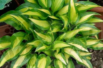 Хоста Лейксайд Литтл Тафт Hosta Lakeside Little Tuft