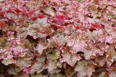 Гейхера Рейчел Heuchera Rachel
