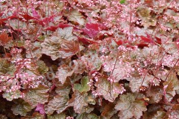 Гейхера Рейчел Heuchera Rachel