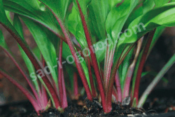 Хоста Литл Ред Рустер Hosta Little Red Rooster