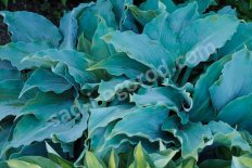 Хоста Титаниум Hosta Titanium