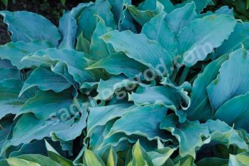 Хоста Титаниум Hosta Titanium