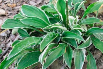 Хоста Лайм Физз Hosta Lime Fizz