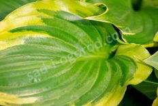 Хоста Саншайн Глори Hosta Sunshine Glory