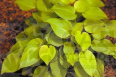 Хоста Лимей Лиза Hosta Limey Lisa