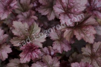 Гейхера Дарк Мистери Heuchera Dark mistery