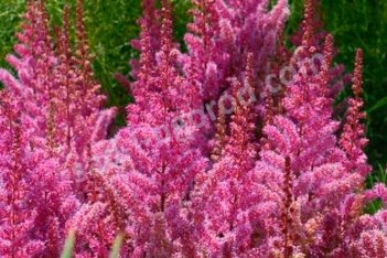 Астильба китайская Мегги Дейли Astilbe chinesis Maggie Daley