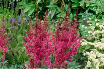 Астильба китайская Мегги Дейли Astilbe chinesis Maggie Daley