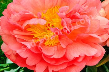 Пион молочноцветковый Корал Сансет Paeonia Lactiflora Coral Sunset