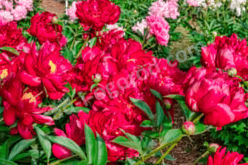 Пион молочноцветковый Адольф Руссо Paeonia Lactiflora Adolphe Rousseau