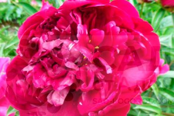 Пион молочноцветковый Адольф Руссо Paeonia Lactiflora Adolphe Rousseau