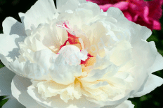 Пион молочноцветковый Соланж Paeonia Lactiflora Solange