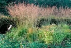 Молиния голубая Карл Форстер Molinia caerulea Karl Foerster