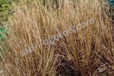 Осока Буханана Carex Buchananii