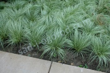 Осока власовидная Амазон Мист Carex comans Amazon Mist