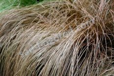 Осока власовидная Бронз Carex comans Bronze