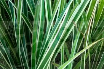 Осока Морроу Айс Денс Carex morrovi Ice Dance