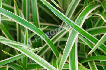 Осока Морроу Айс Денс Carex morrovi Ice Dance