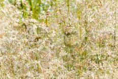 Щучка Голд Тау Deschampsia danthonioides Goldtau