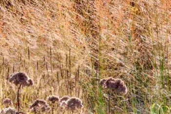 Щучка Голд Тау Deschampsia danthonioides Goldtau