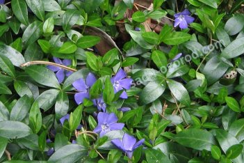 Барвинок малый видовой Vinca minor