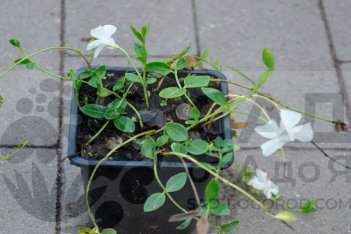 Барвинок малый Альба Vinca minor Alba