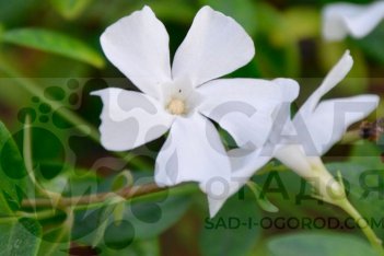 Барвинок малый Альба Vinca minor Alba