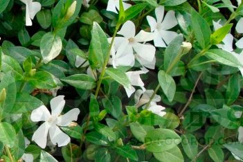 Барвинок малый Альба Vinca minor Alba