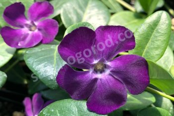 Барвинок малый Атропурпуреа Vinca minor Atropurpurea